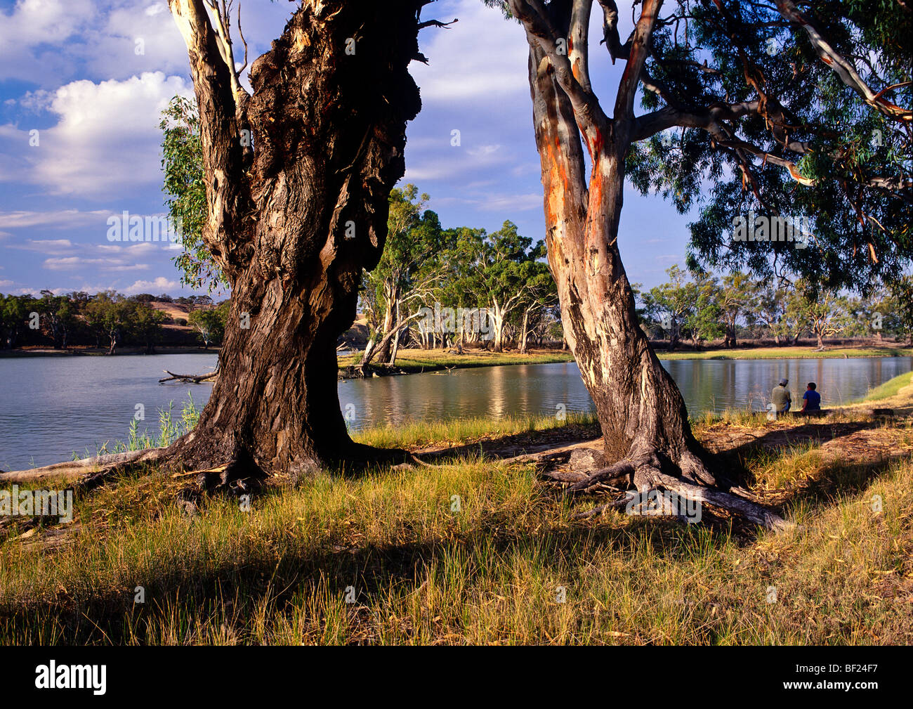Murray River, “South Australia” Stock Photo Alamy