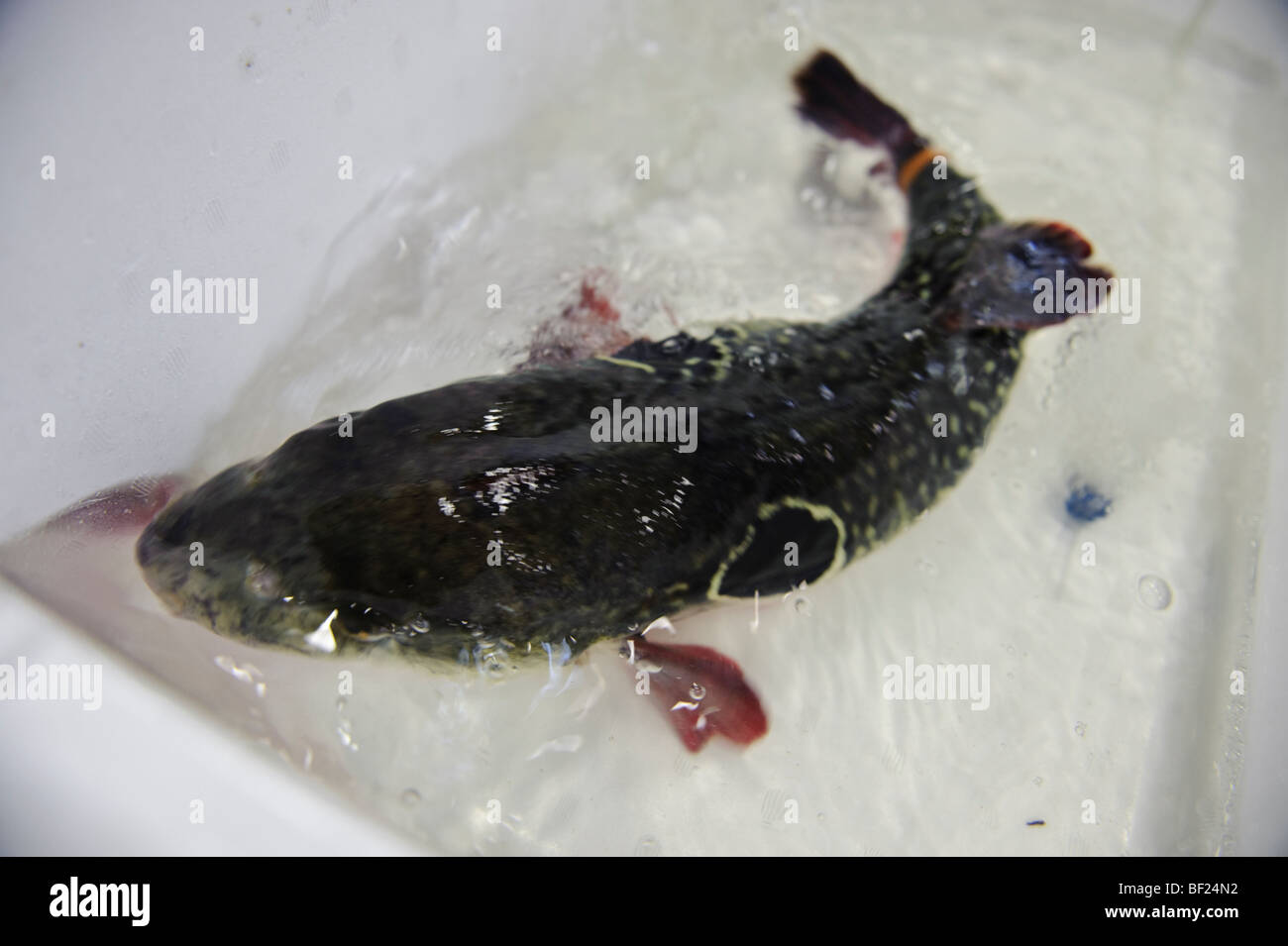 A fugu, Otsubo Suisan fish wholesalers and fugu specialists, Tsukiji Fish Market, Tokyo, Japan, October 15 2009. Stock Photo