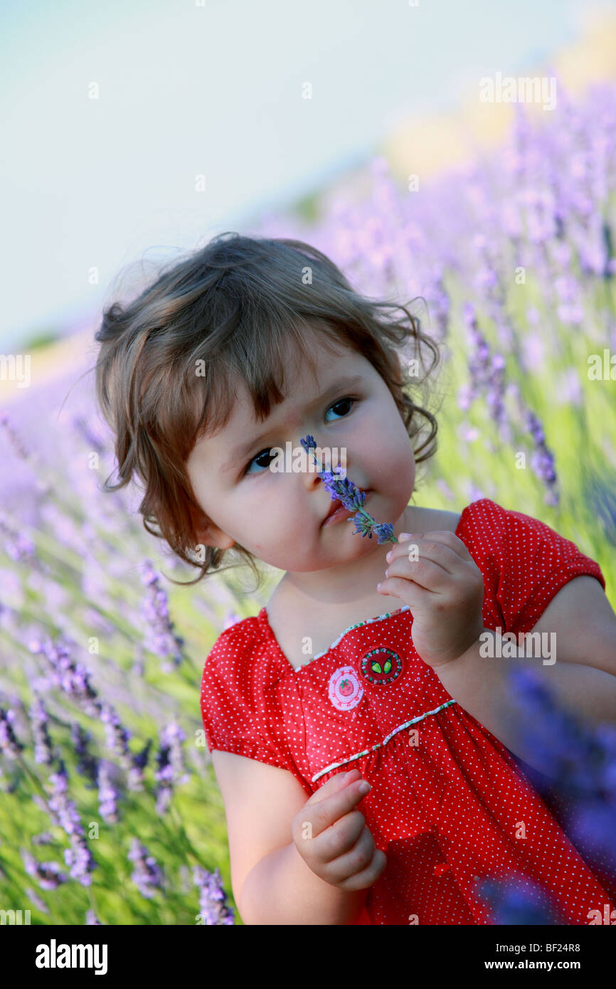 Faustine 19 months old in a southern France lavender field Stock Photo