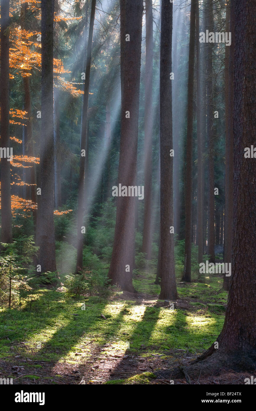 autumn forest scene with sunrays shining through branches Stock Photo ...