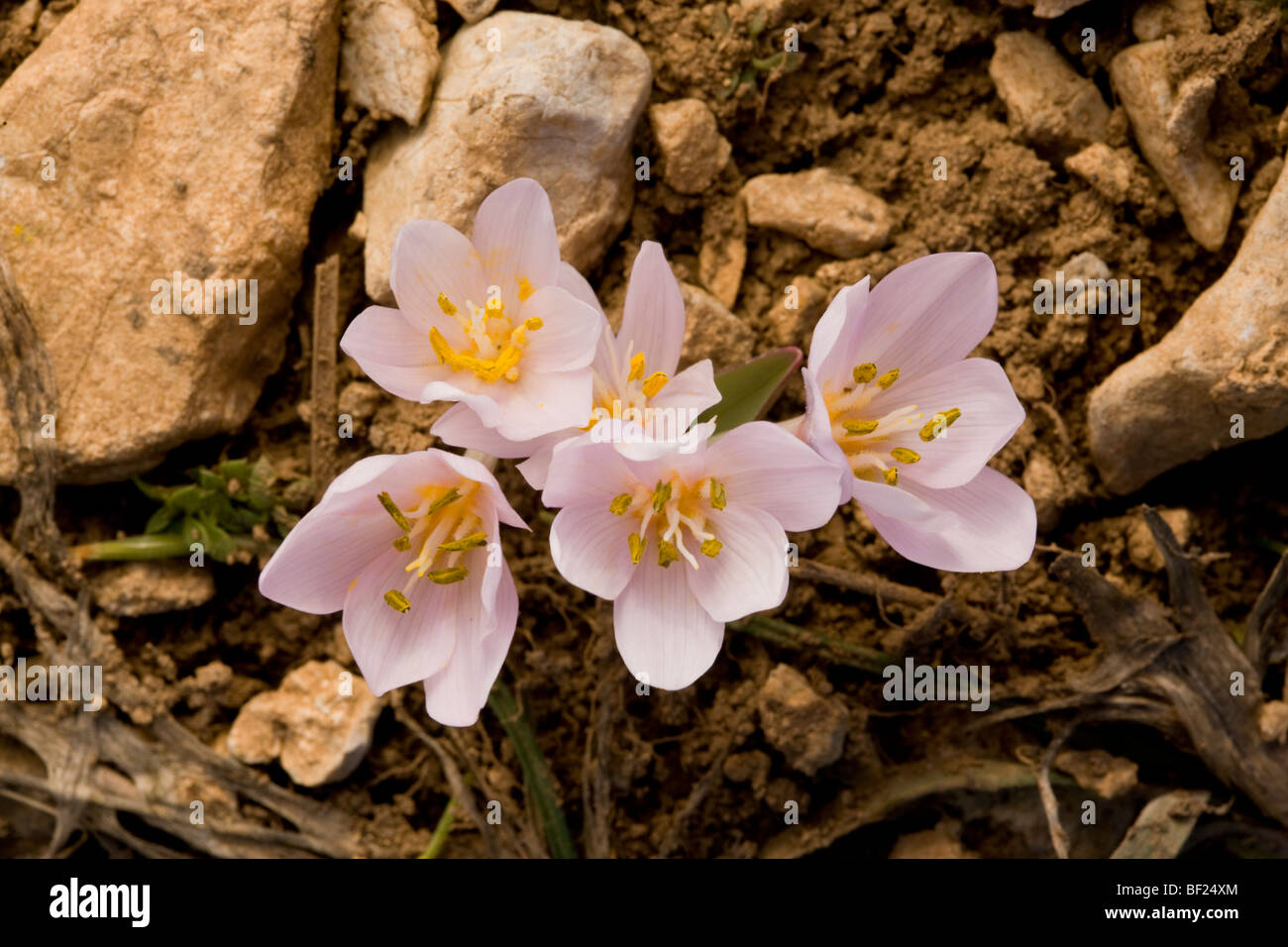 Colchicum triphyllum On Vali Cesmesi Gecidi Pass, at about 1800 metres; Taurus Mountains, south Turkey. Stock Photo