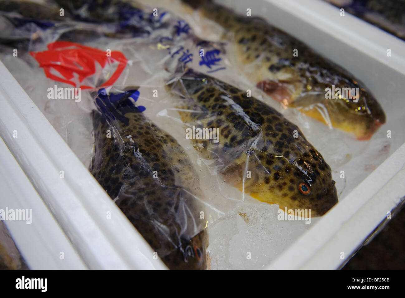 Fugu, Otsubo Suisan fish wholesalers and fugu specialists, Tsukiji Fish Market, Tokyo, Japan, October 15 2009. Stock Photo