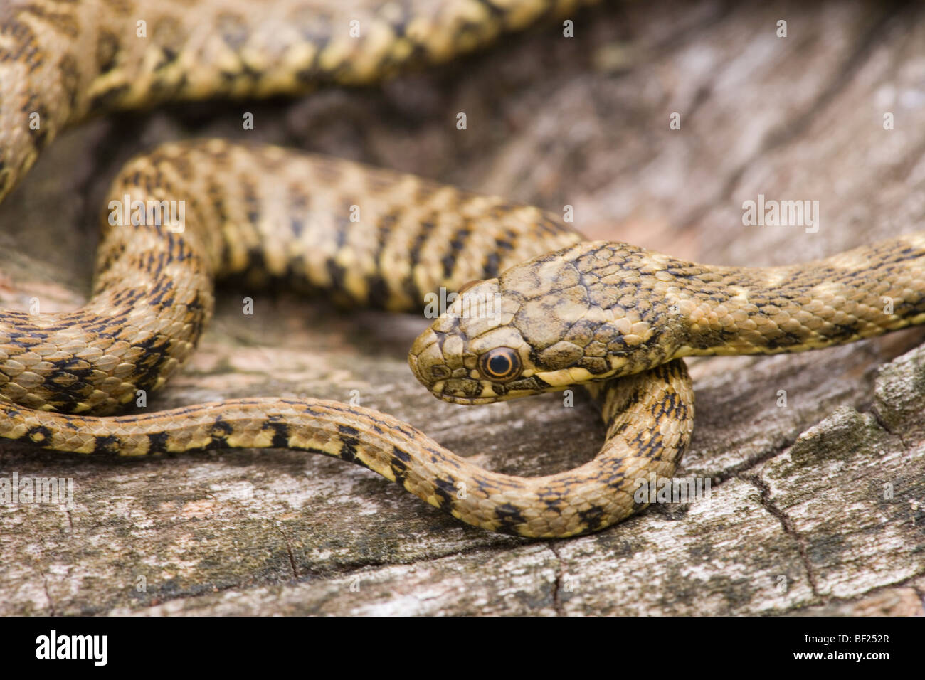 Viperine Water Snake (Natrix maura). Reminiscent of a venomous ​viper species, but harmless to people. Stock Photo