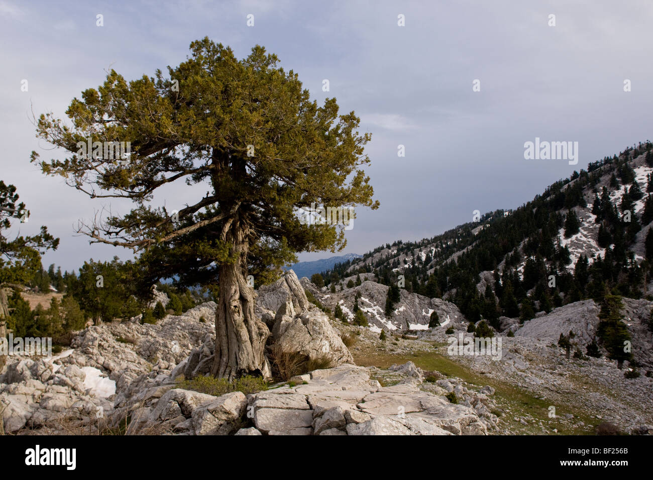 Ancient juniper tree Juniperus excelsa at about 1500m in Taurus Mountains, near Ibradi. Turkey. Stock Photo