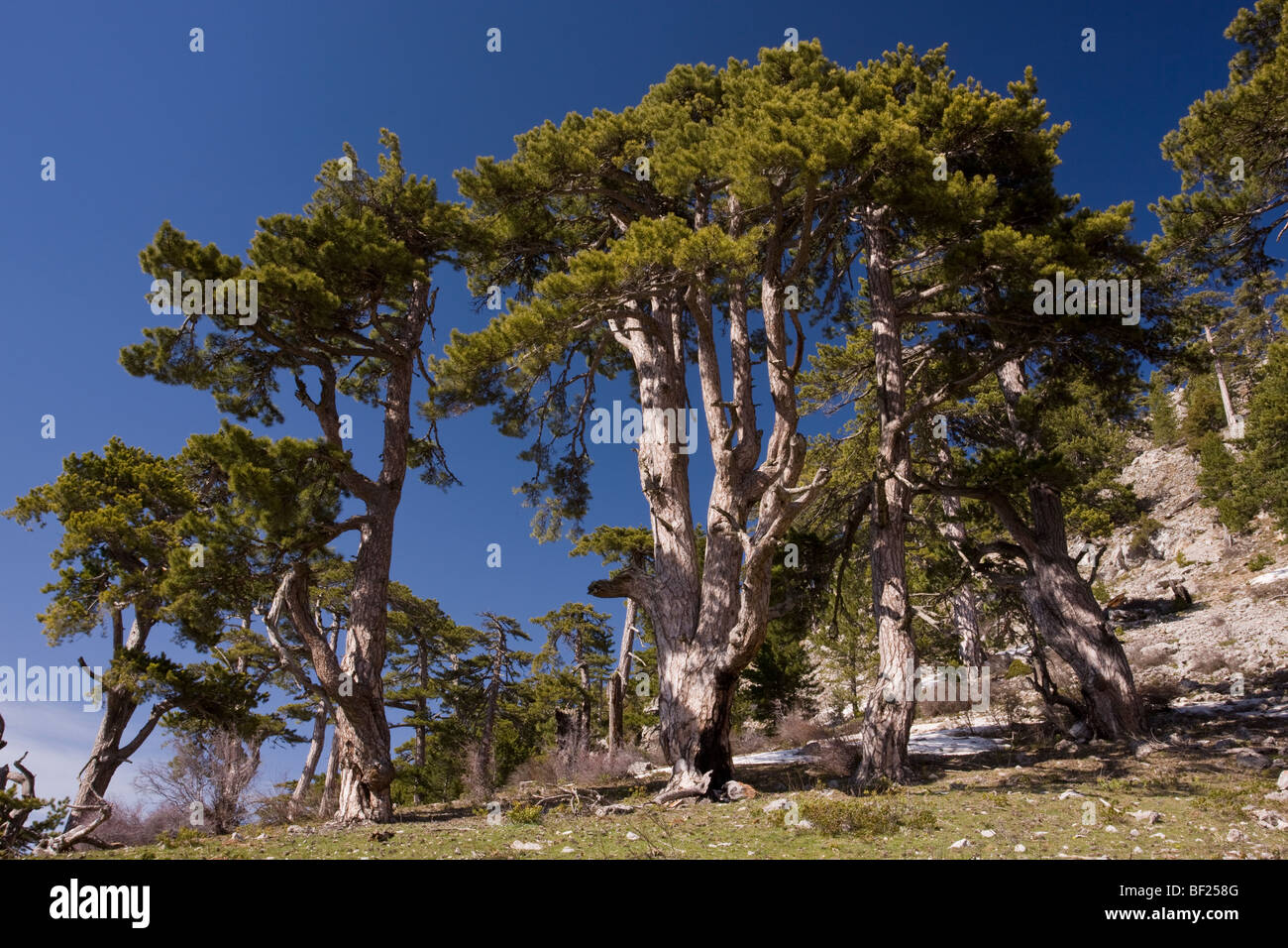 Black Pine or Crimean Pine Pinus nigra ssp. pallasiana on Vali Cesmesi Gecidi Pass, at 1800 metres; Taurus Mountains, Turkey Stock Photo
