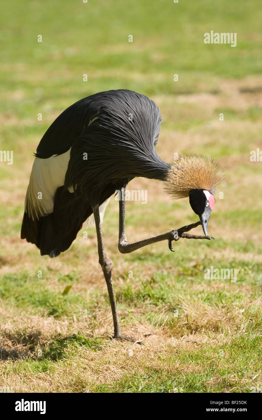 West African, Black or Black-necked Crowned Crane (Balearica pavonina). Scratching underside of head or chin with a claw on one foot, whilst balancing, standing on the other. Stock Photo