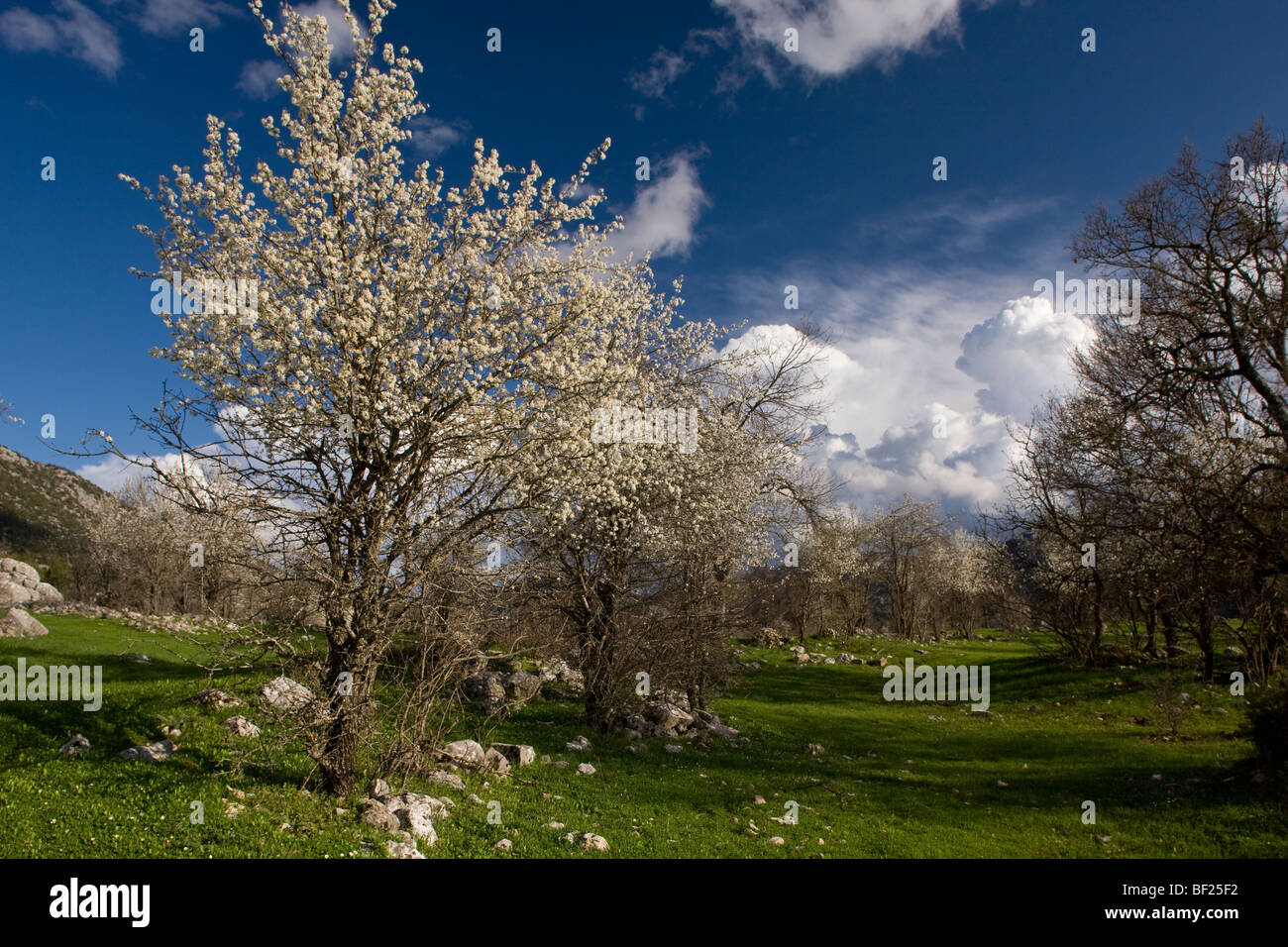 Semi-wild plums in flower near Ibradi, in stormy weather, in the Taurus Mountains, south Turkey. Stock Photo