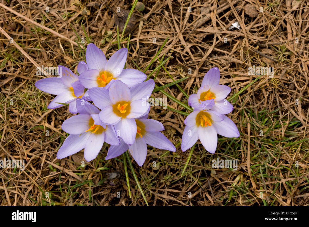 Blue crocuses Crocus biflorus ssp. isauricus at the snow-line in the Taurus Mountains, south Turkey. Stock Photo