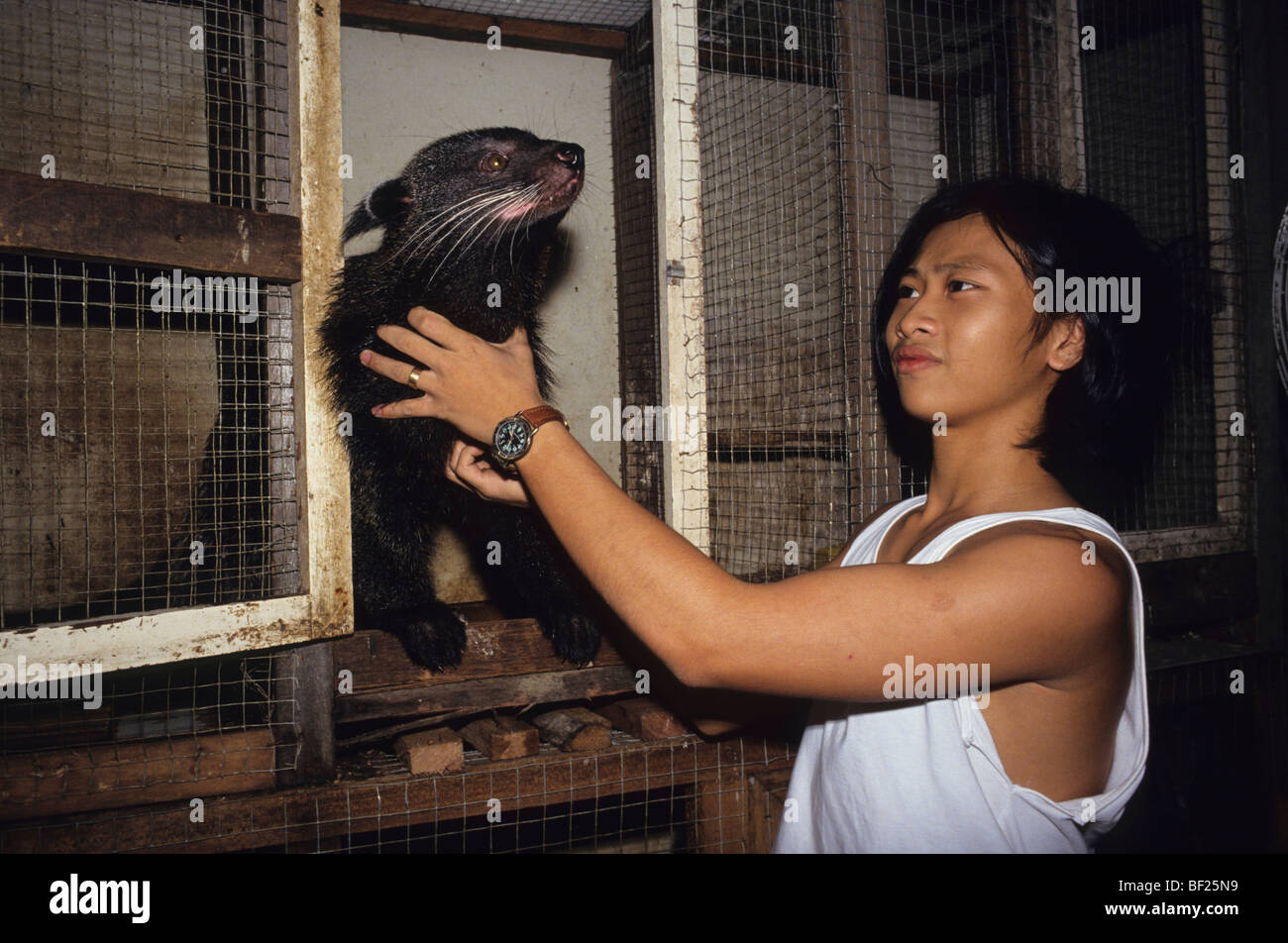 Wolverine Malaysia Sarawak Borneo South East Asia Captive Wild Stock Photo Alamy