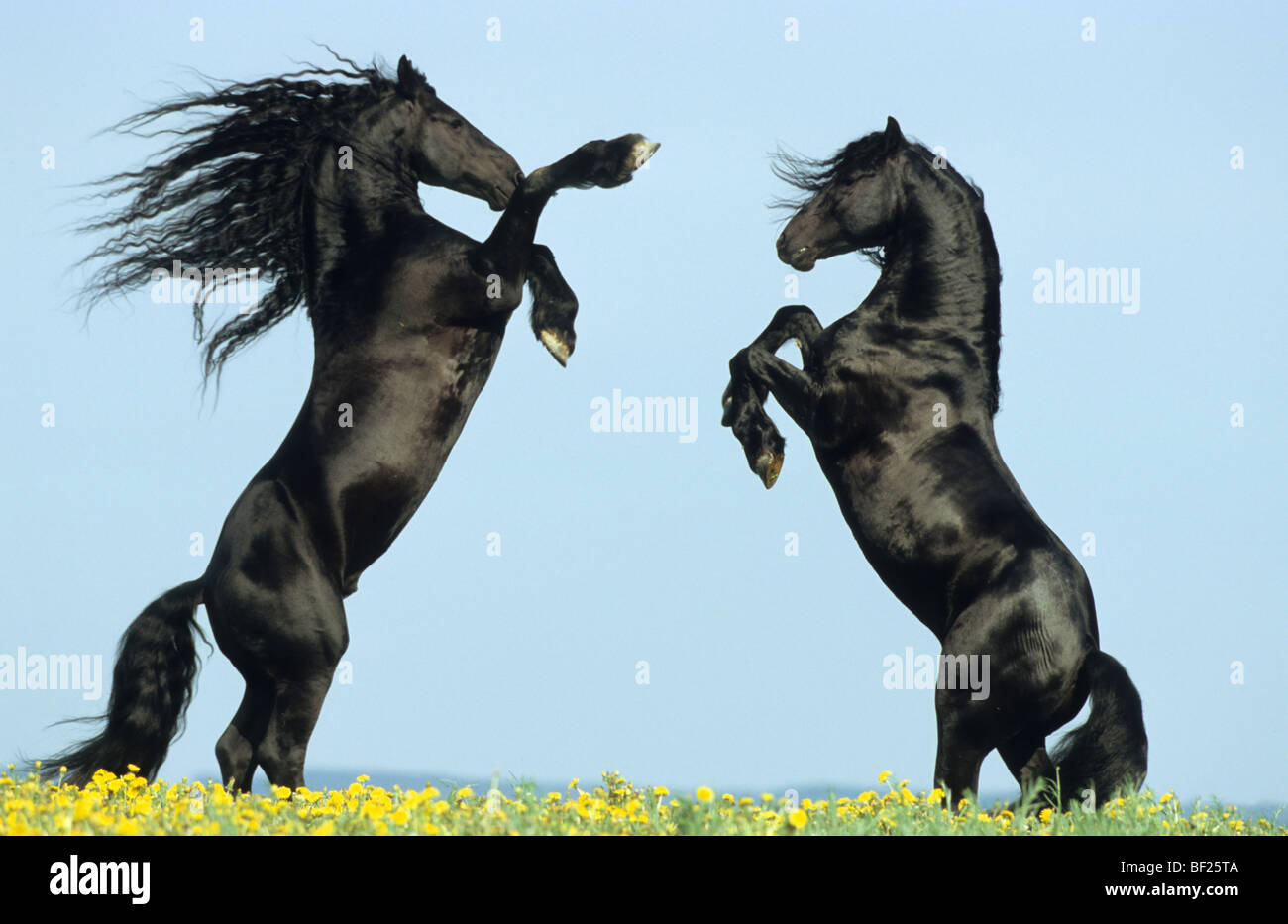 Friesian Horse (Equus caballus), fighting stallions. Stock Photo