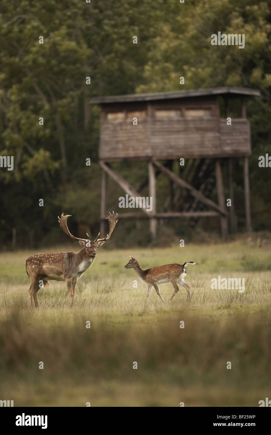 Fallow deer buck Dama dama and fawn in front of deer hide lookout