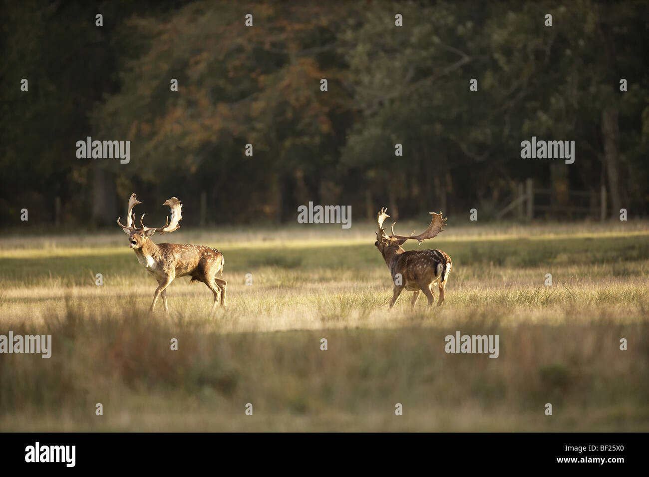 Two Fallow deer bucks, Dama dama calling and chasing each other during
