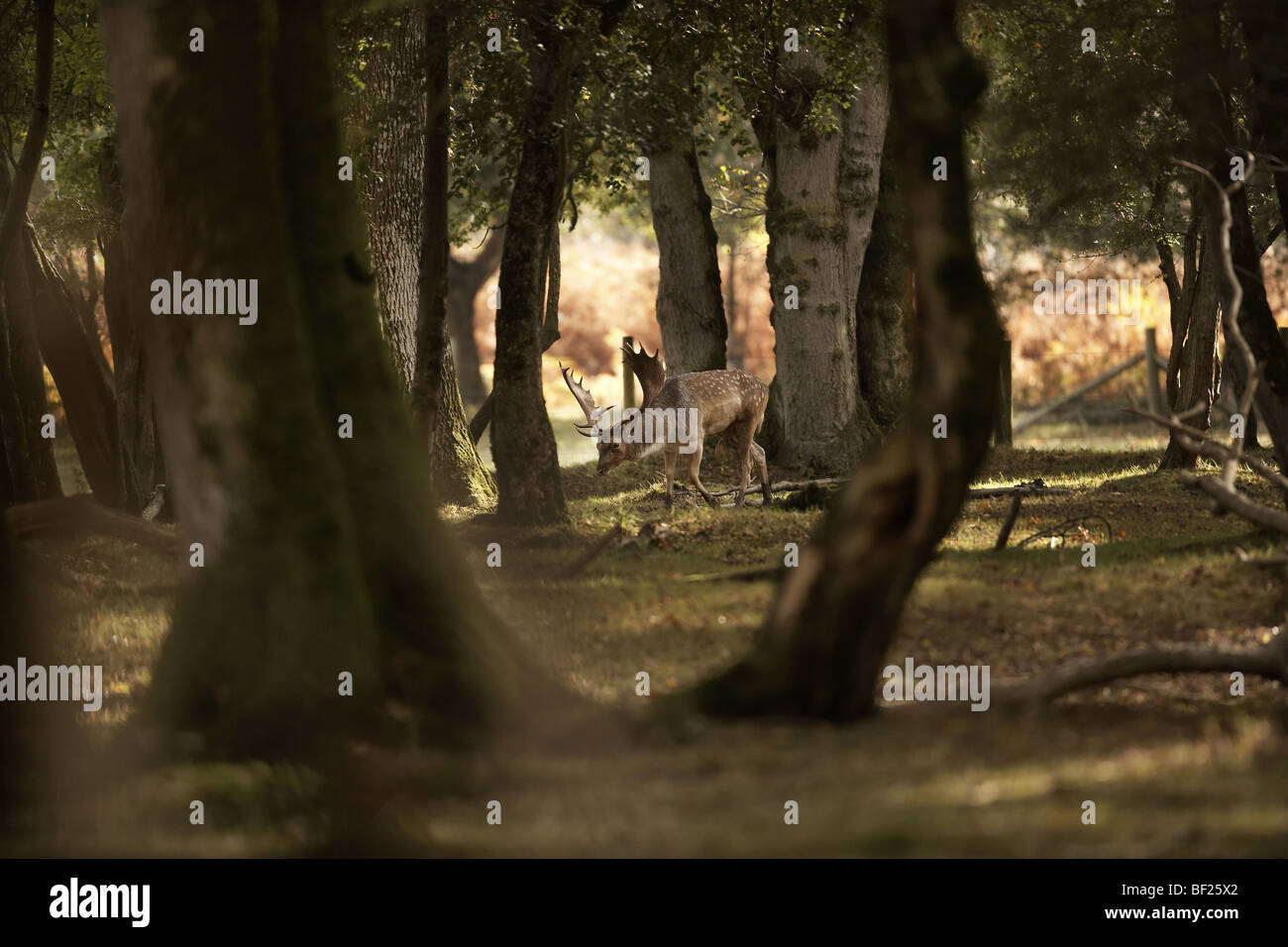 Fallow deer buck, Dama dama walking through a wood in the New Forest, England, UK Stock Photo