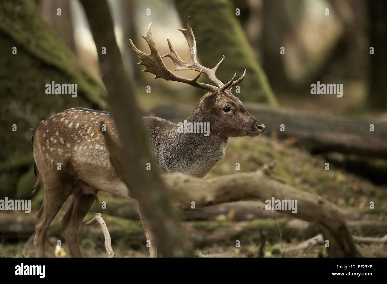 Young Fallow deer buck, Dama dama New Forest, England, UK Stock Photo