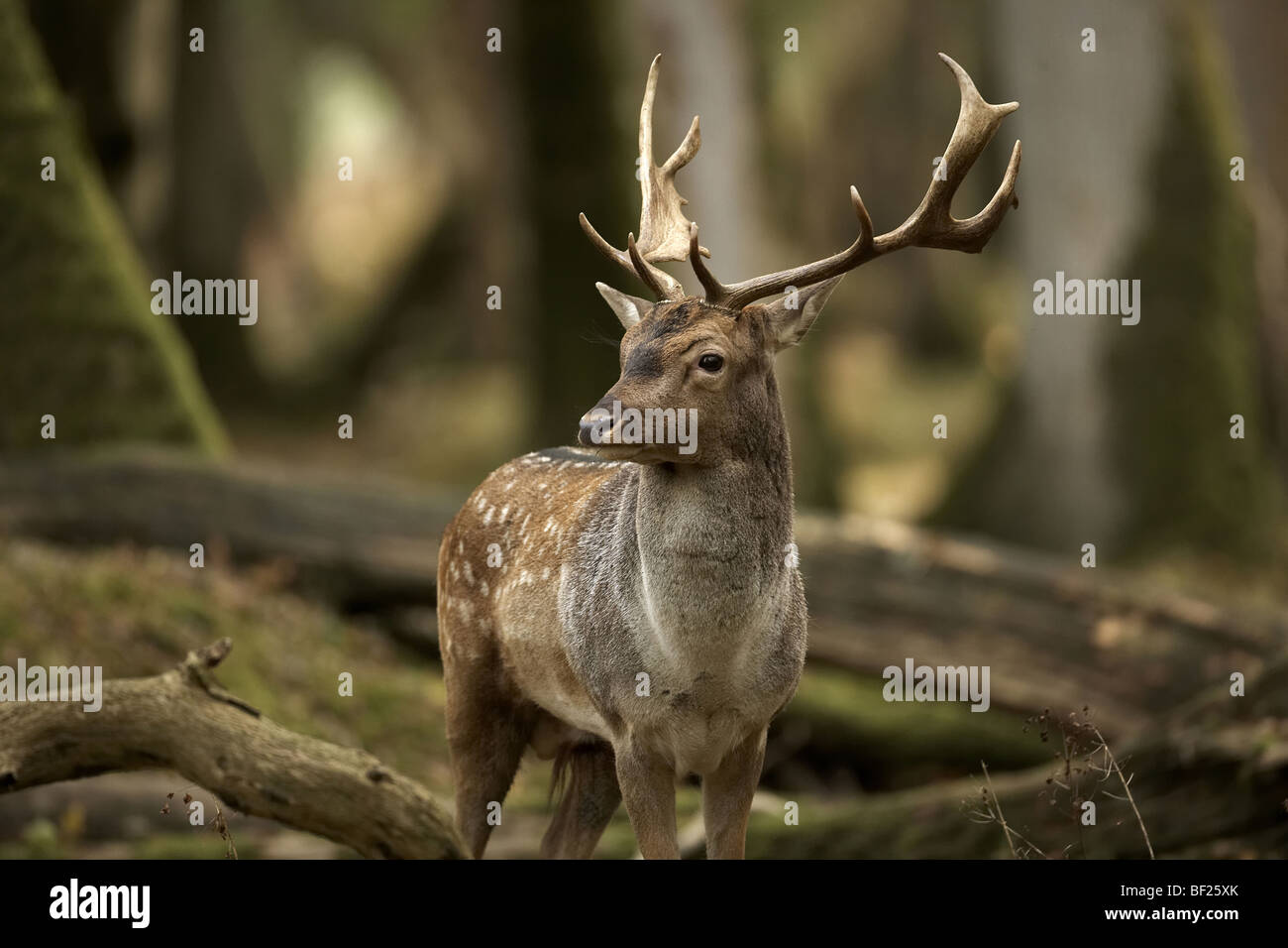 Fallow deer buck, Dama dama New Forest, England, UK Stock Photo