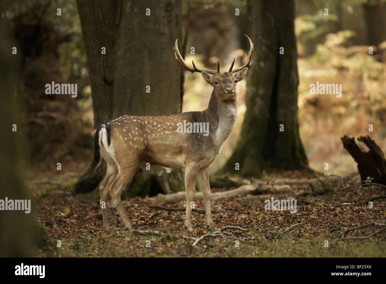 Fallow deer buck, Dama dama New Forest, England, UK Stock Photo