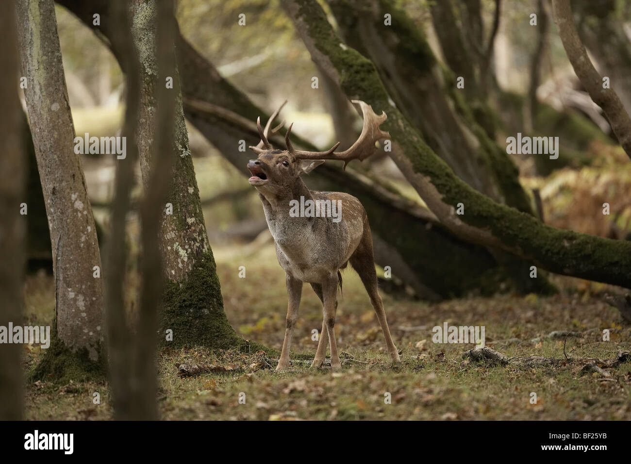 Fallow deer buck, Dama dama calling and bellowing during the rut in the New Forest, England, UK Stock Photo