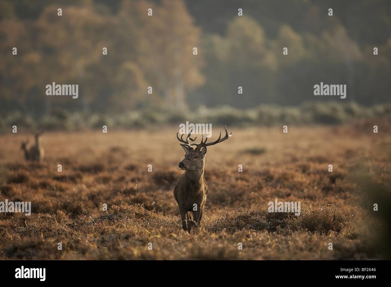 Red Deer, Cervus elaphus stag in the New Forest, Hampshire, UK Stock Photo