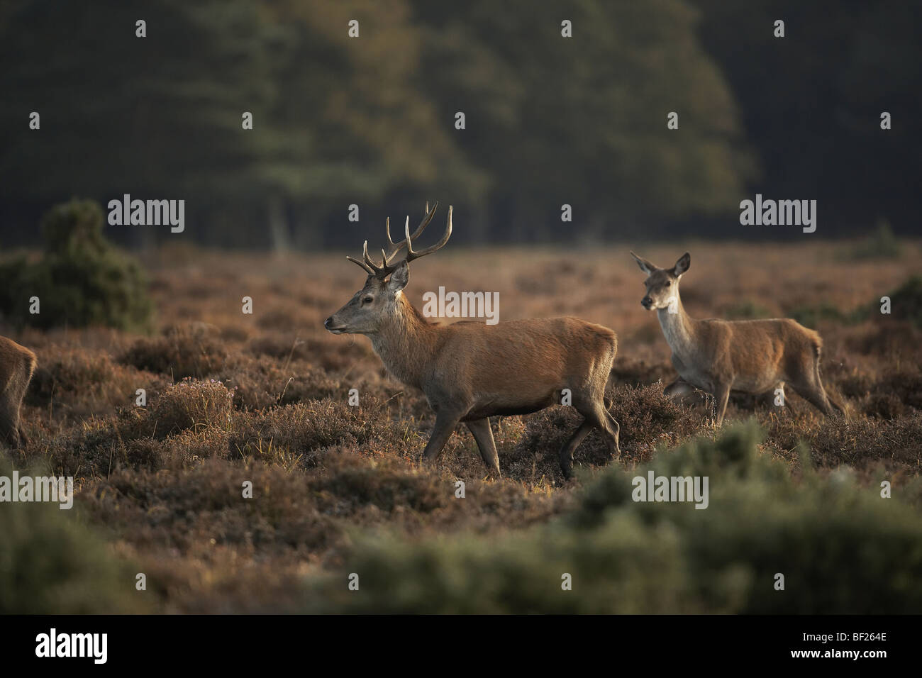 Red Deer, Cervus elaphus stag and hind in the New Forest, Hampshire, UK Stock Photo