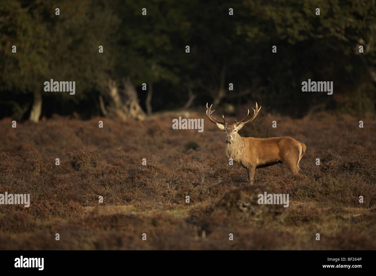 Red Deer, Cervus elaphus stag in the New Forest, Hampshire, UK Stock Photo