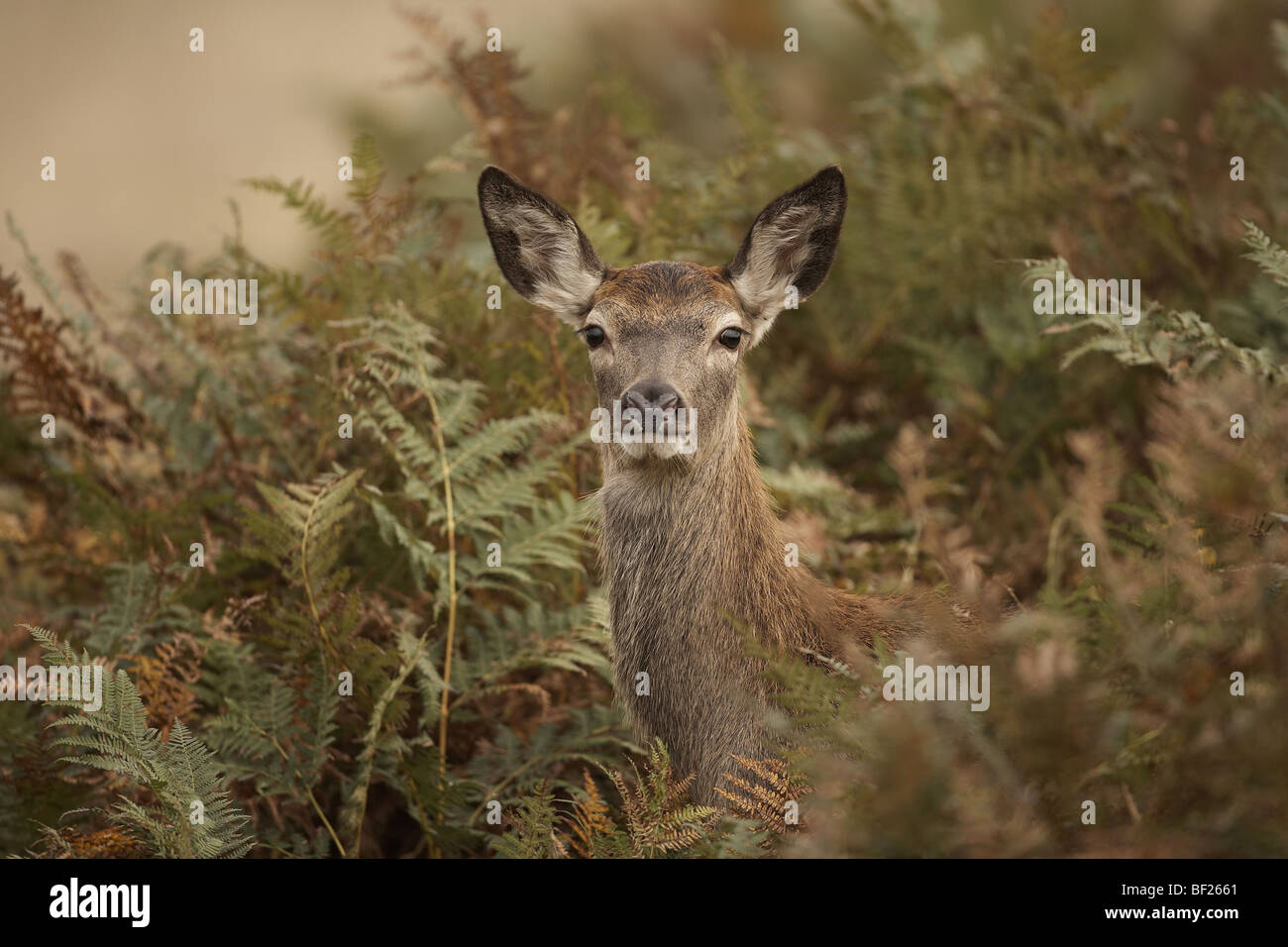 Red deer hind, Cervus elaphus UK Stock Photo Alamy