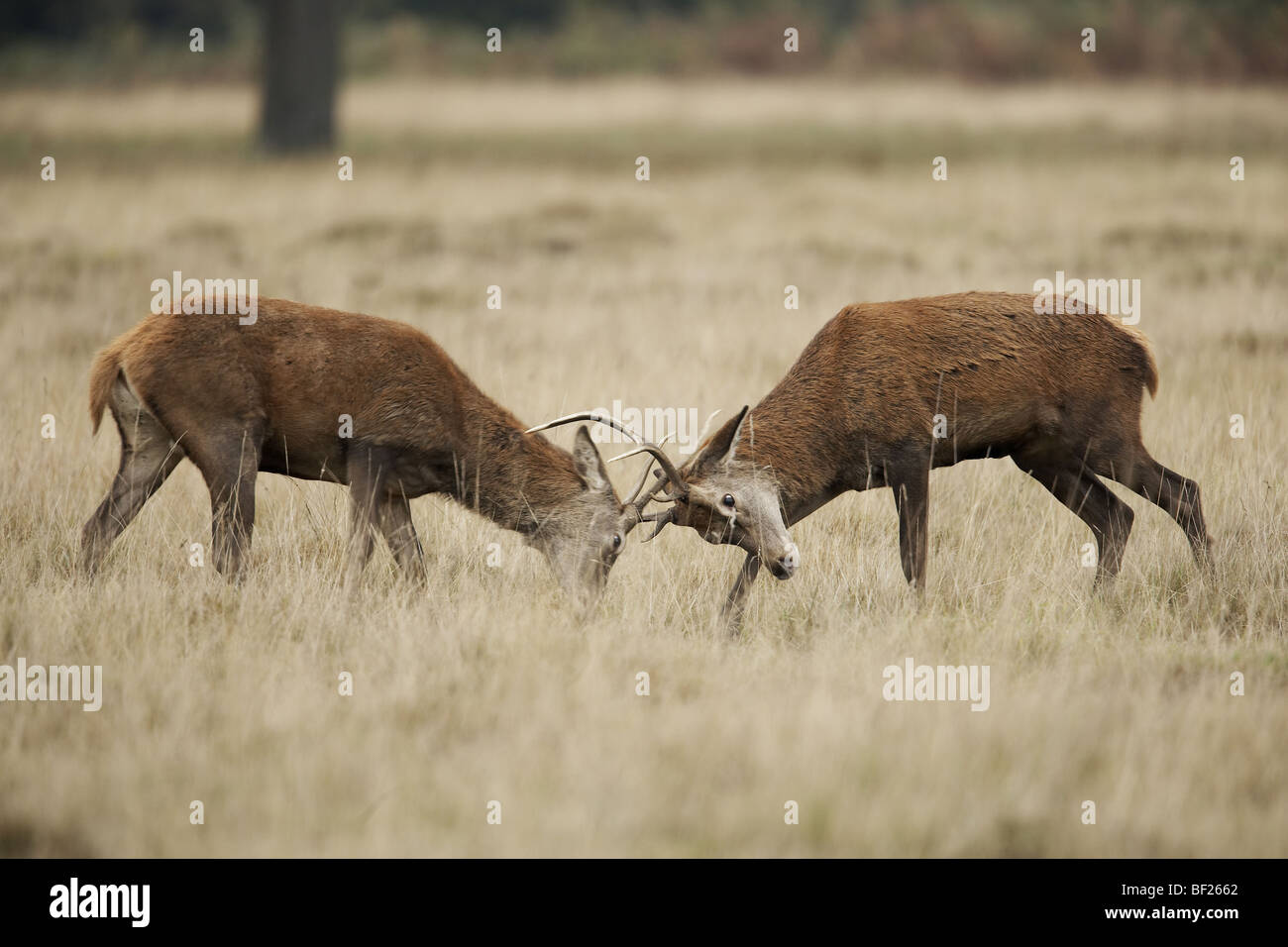 Two young male red deers fighting during the autumn rut, uk, Richmond Park Stock Photo