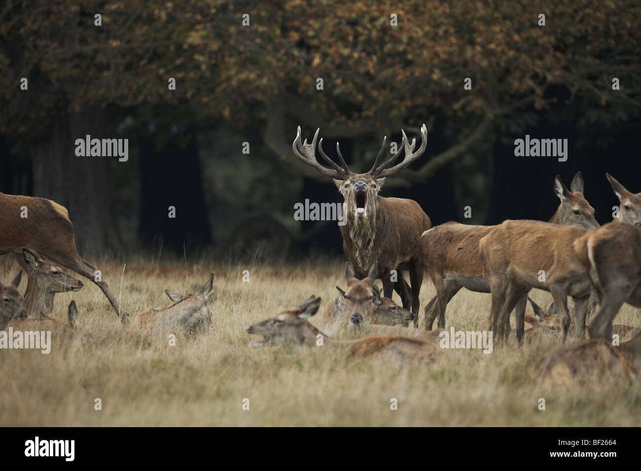 Red deer stag, Cervus elaphus bellowing during the rut, UK, Richmond Park Stock Photo