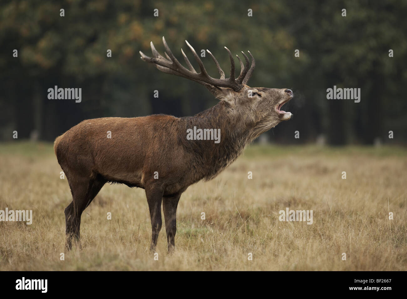 Red deer stag, Cervus elaphus bellowing during the rut, UK, Richmond Park Stock Photo