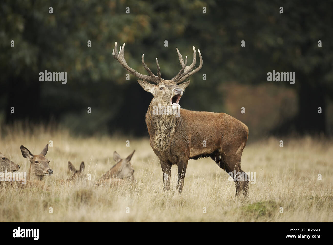 Red deer stag, Cervus elaphus bellowing during the autumn rut, UK, Richmond Park Stock Photo