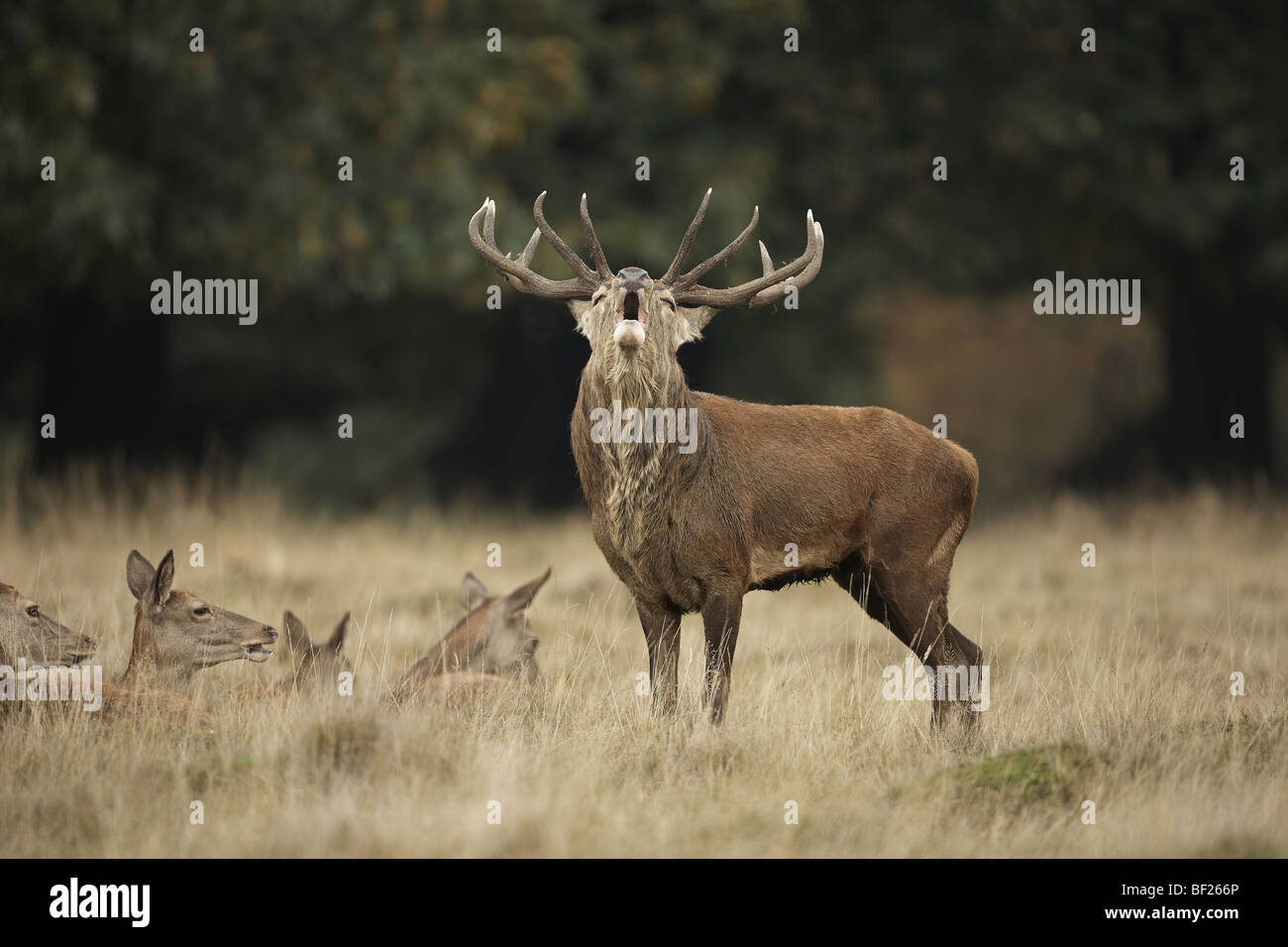 Red deer stag, Cervus elaphus bellowing during the autumn rut, UK, Richmond Park Stock Photo
