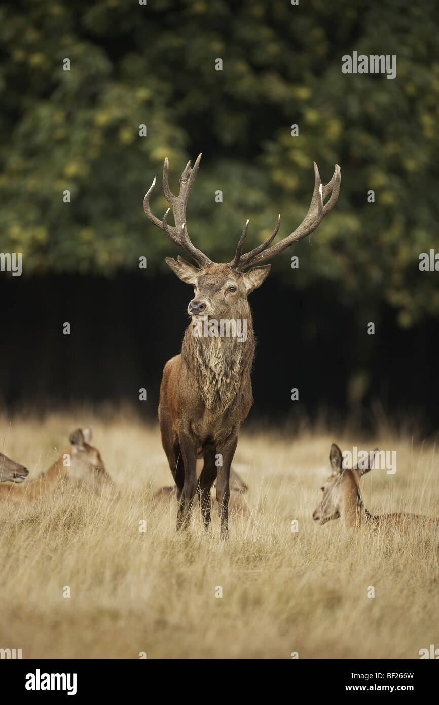 Red deer stag, Cervus elaphus UK, Richmond Park Stock Photo