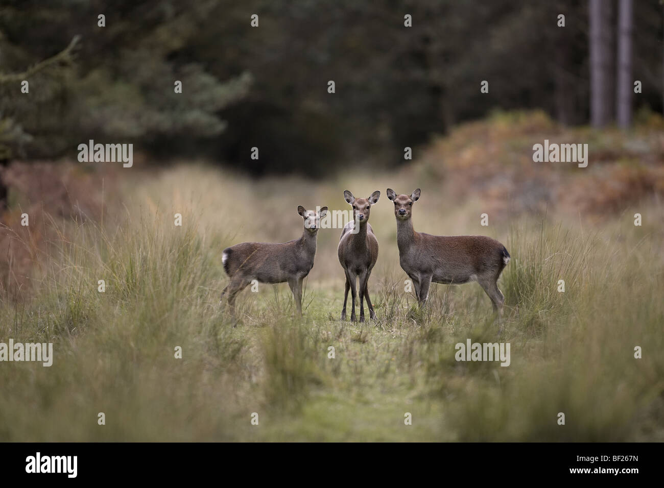 Three Sika deer, Cervus nippon in the New Forest, Hampshire, UK Stock Photo