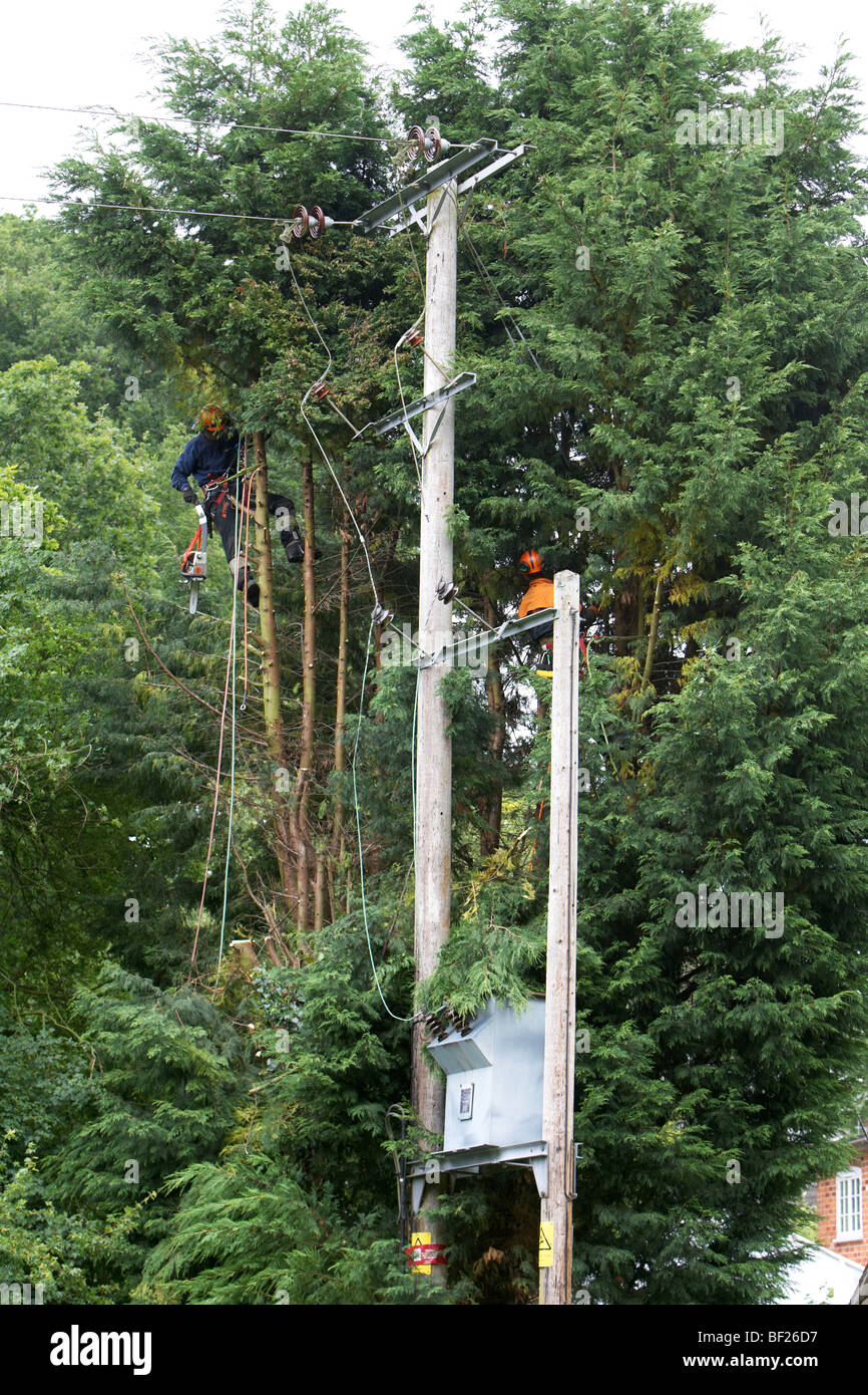 Tree fellers cutting down Leylandii trees close to high voltage