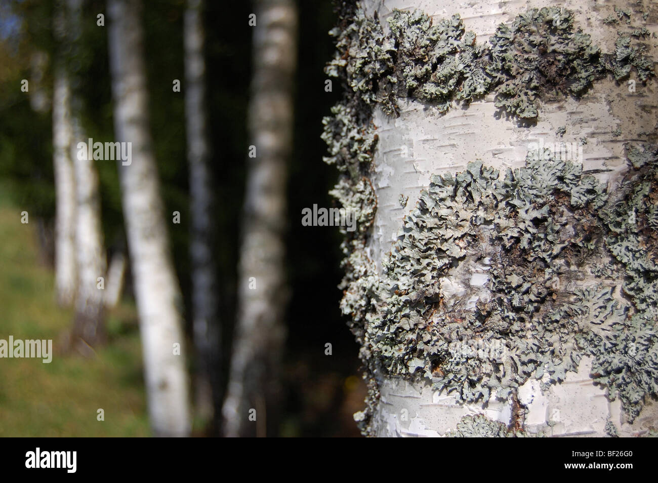 silver birch trunks Stock Photo Alamy
