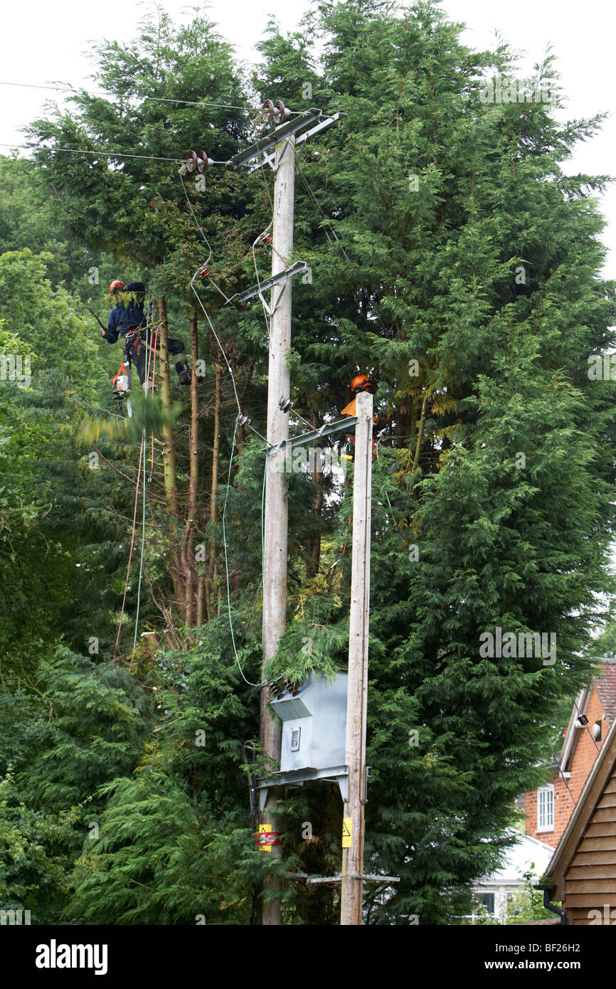 Tree fellers cutting down Leylandii trees close to high voltage