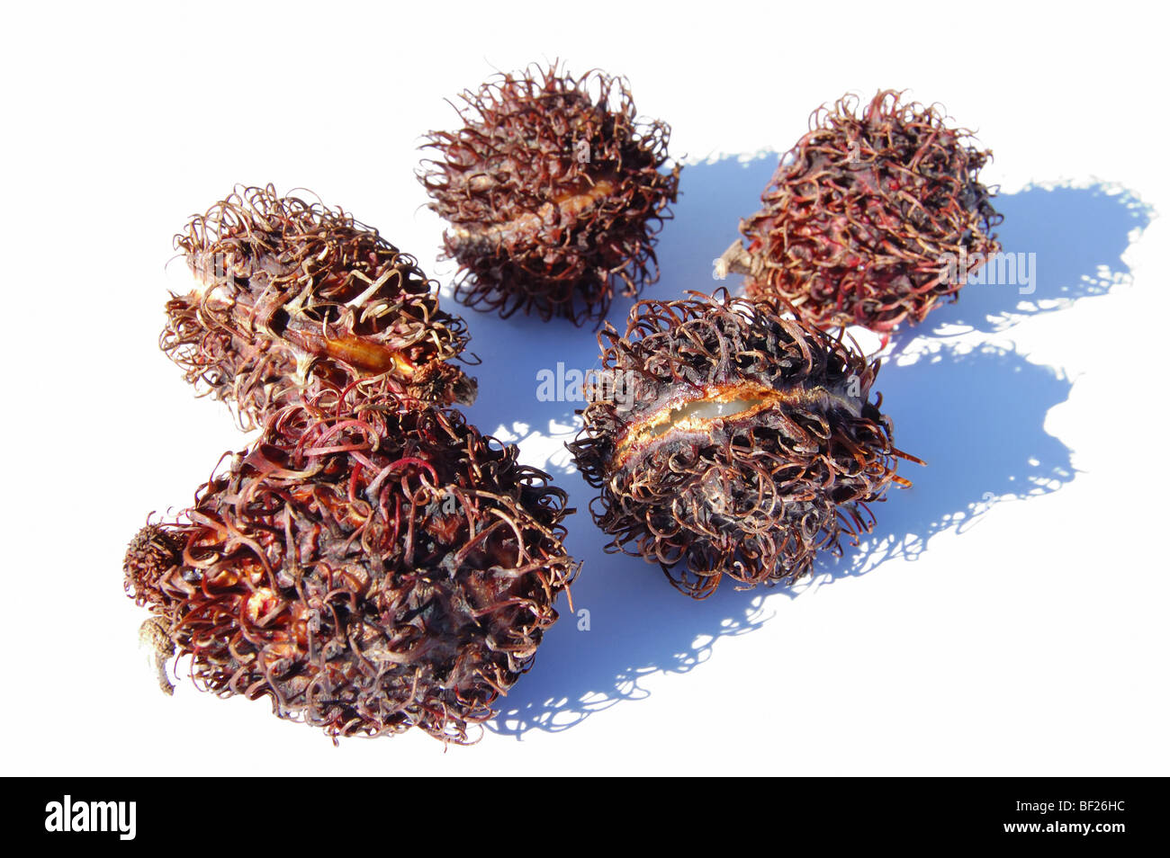Lichen Rambutan Rambutan lychee hi-res stock photography and images - Alamy