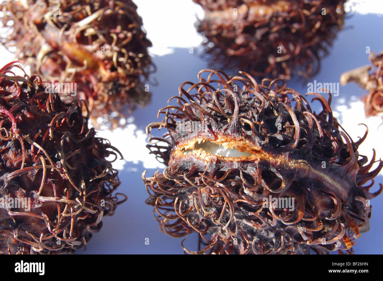 Lichen Rambutan Rambutan lychee hi-res stock photography and images - Alamy