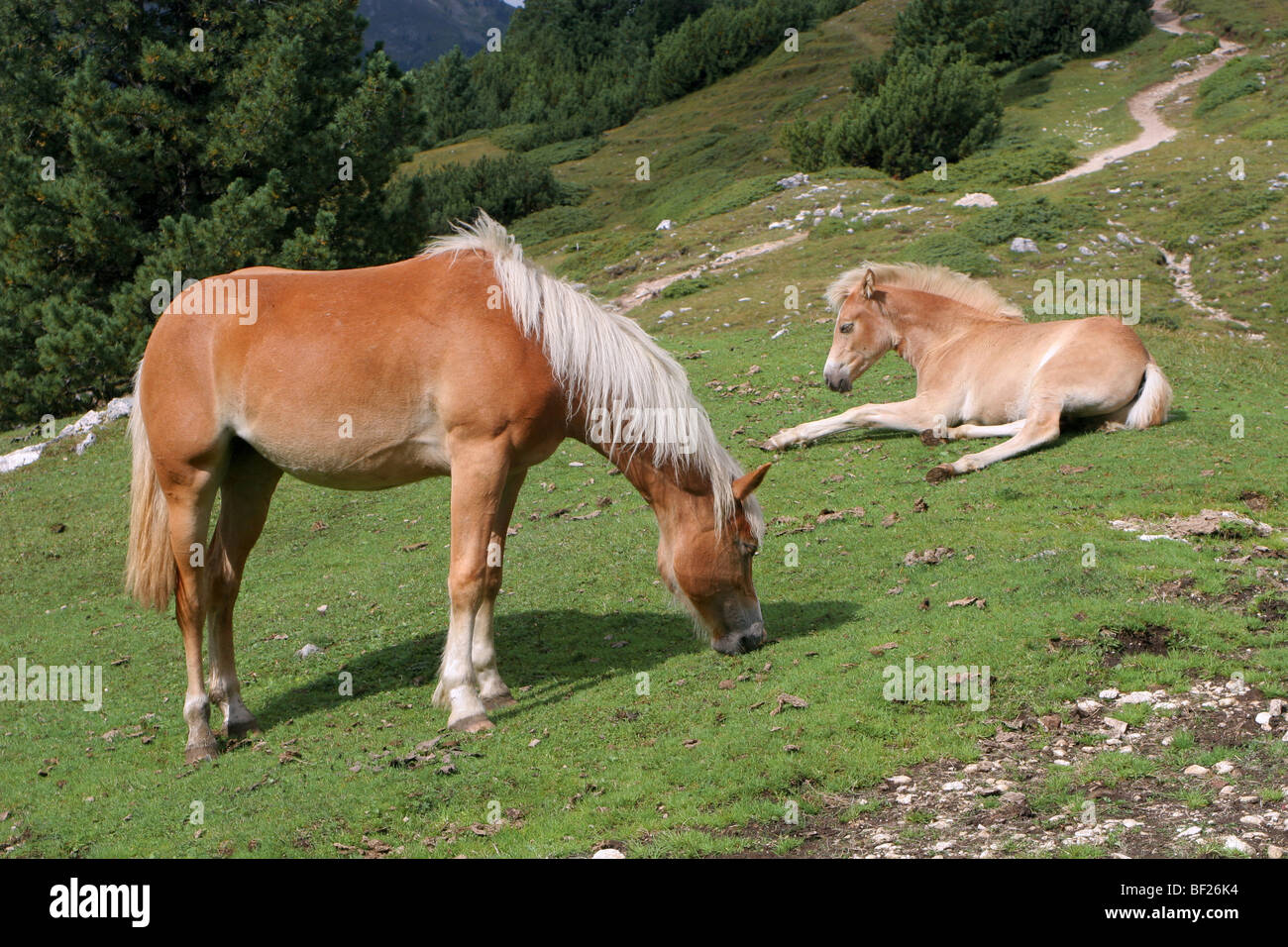 horse in dolomite Stock Photo