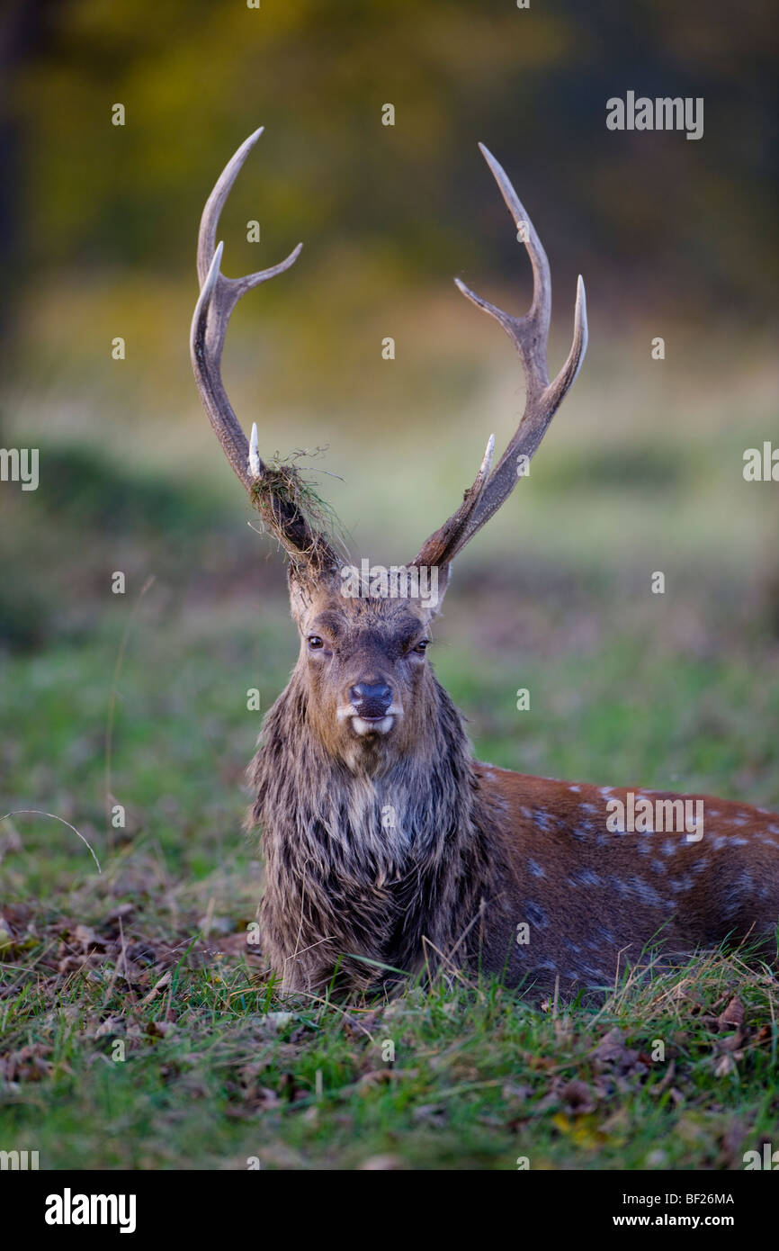 Male Sika Deer October Stock Photo