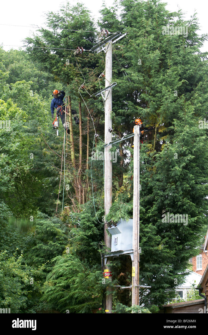 Tree fellers cutting down Leylandii trees close to high voltage