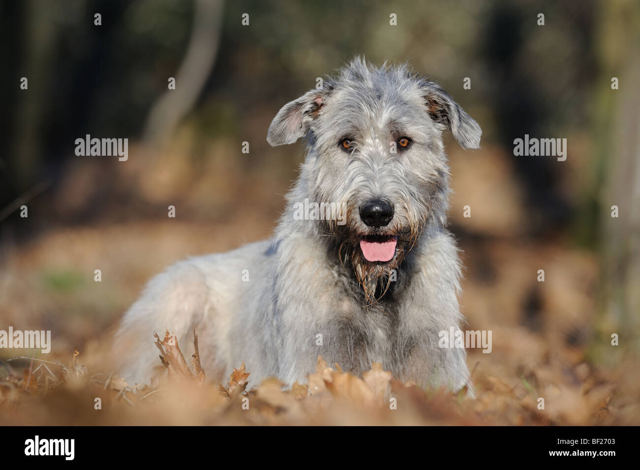 Irish Wolfhound (Canis lupus familiaris), adult lying in autumn leaves. Stock Photo