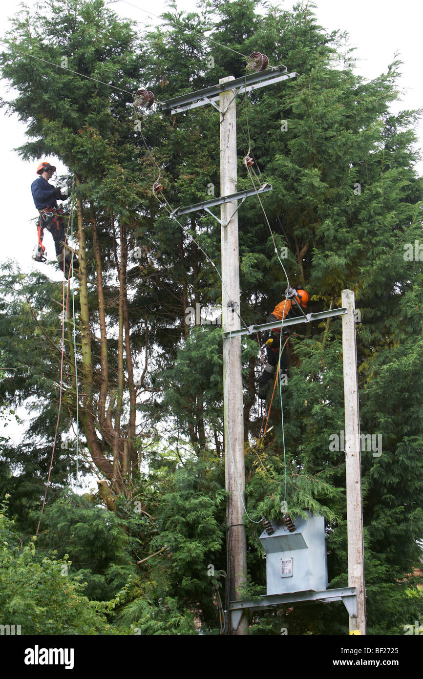 Tree fellers cutting down Leylandii trees close to high voltage