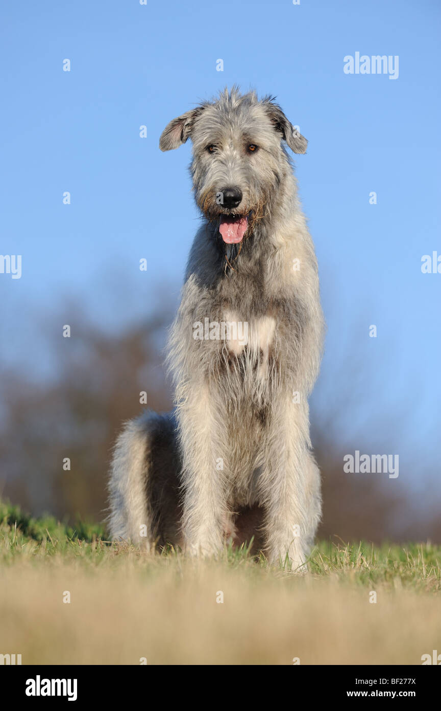 Irish Wolfhound (Canis lupus familiaris), adult sitting. Stock Photo