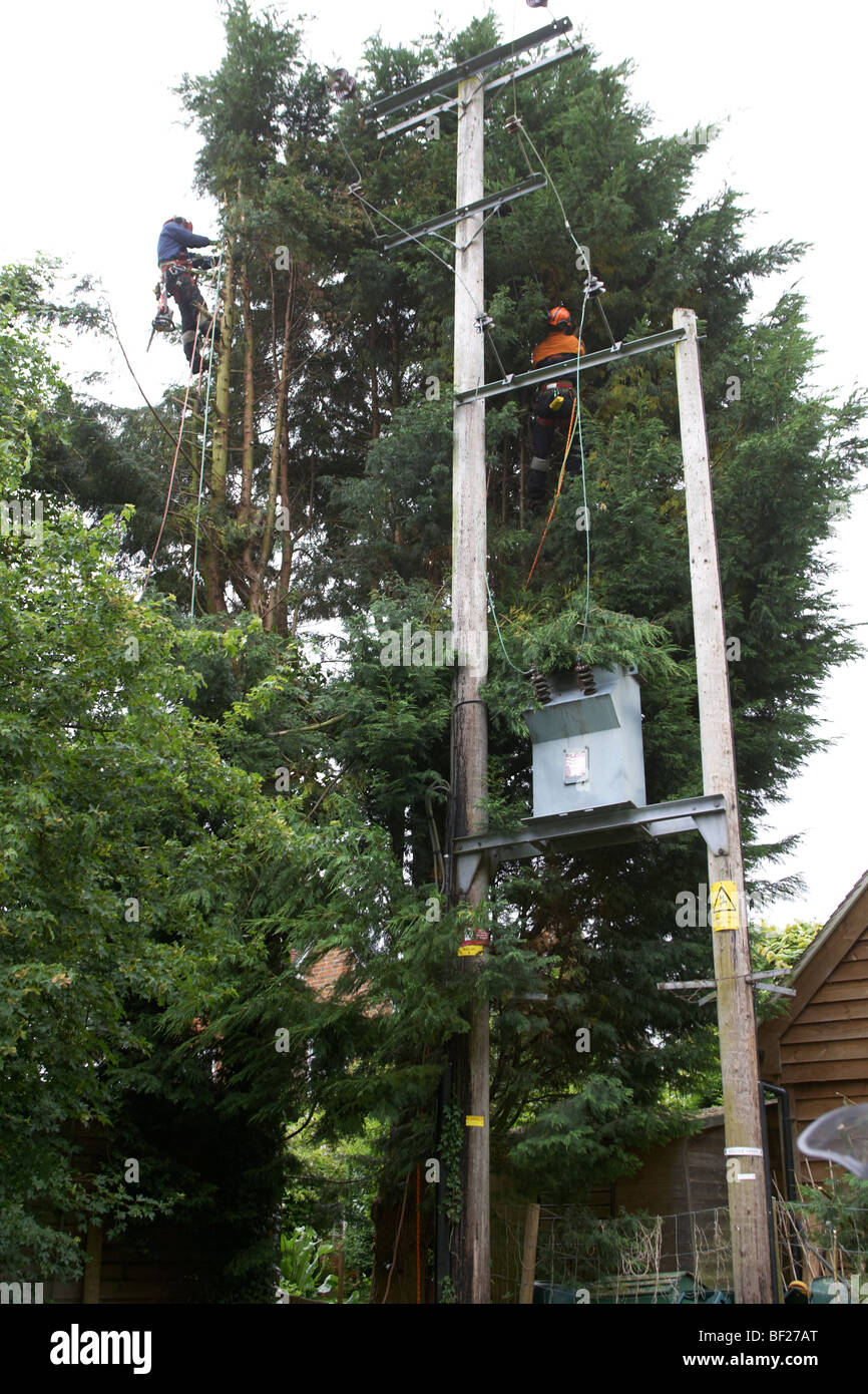 Tree fellers cutting down Leylandii trees close to high voltage
