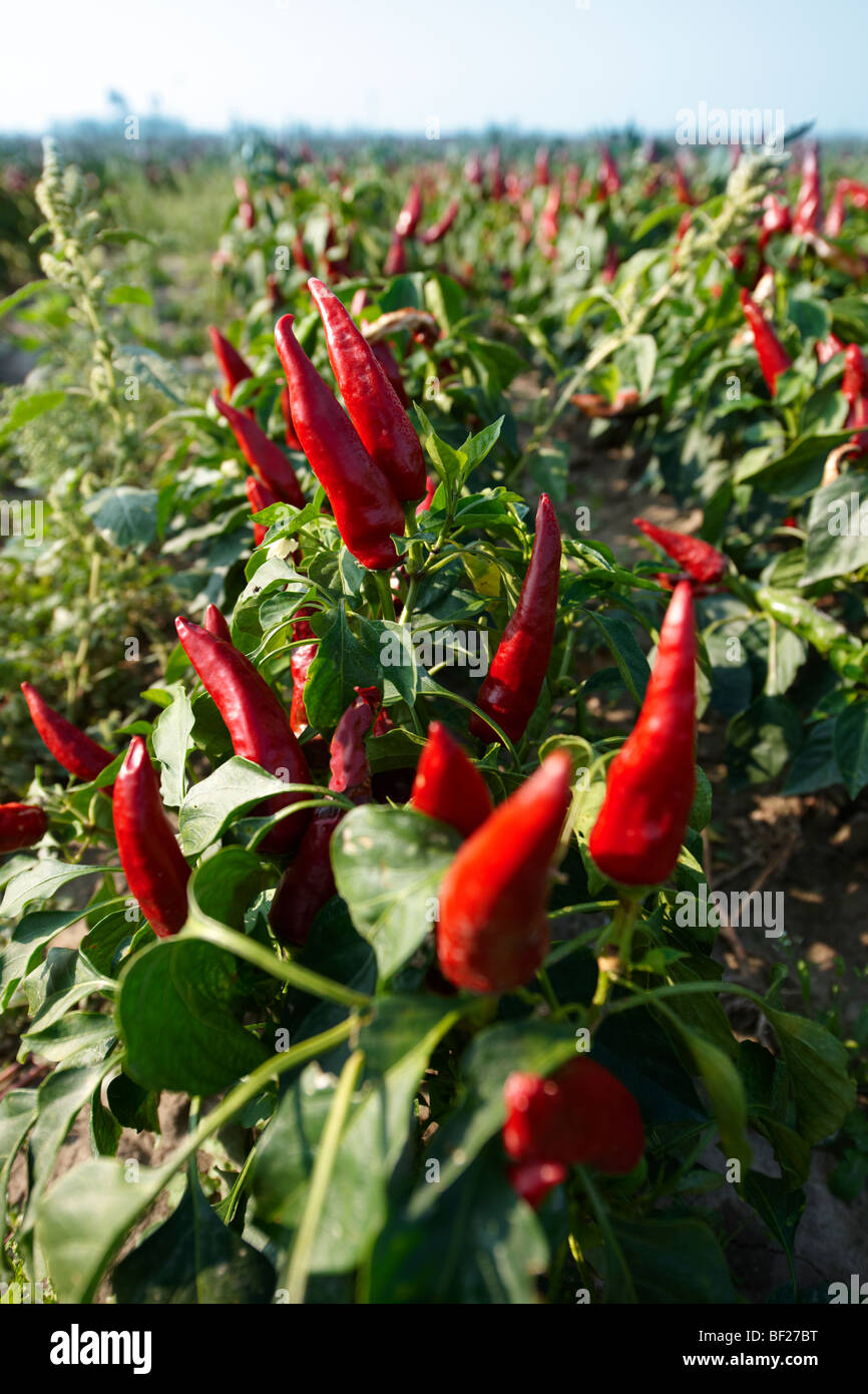 Growing chillies hires stock photography and images Alamy
