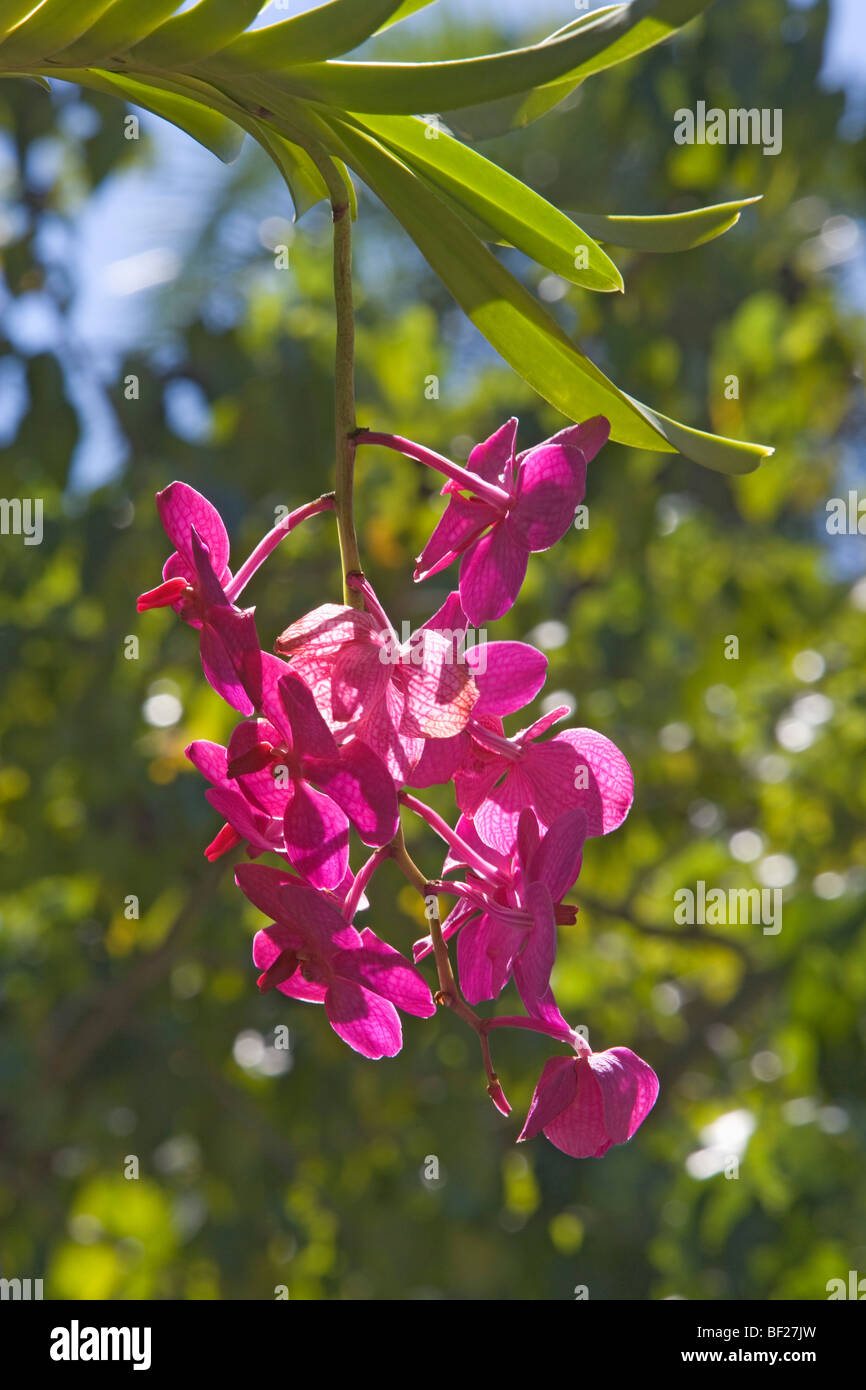 Orchid in the garden of Villa Vizcaya, Florida, USA Stock Photo