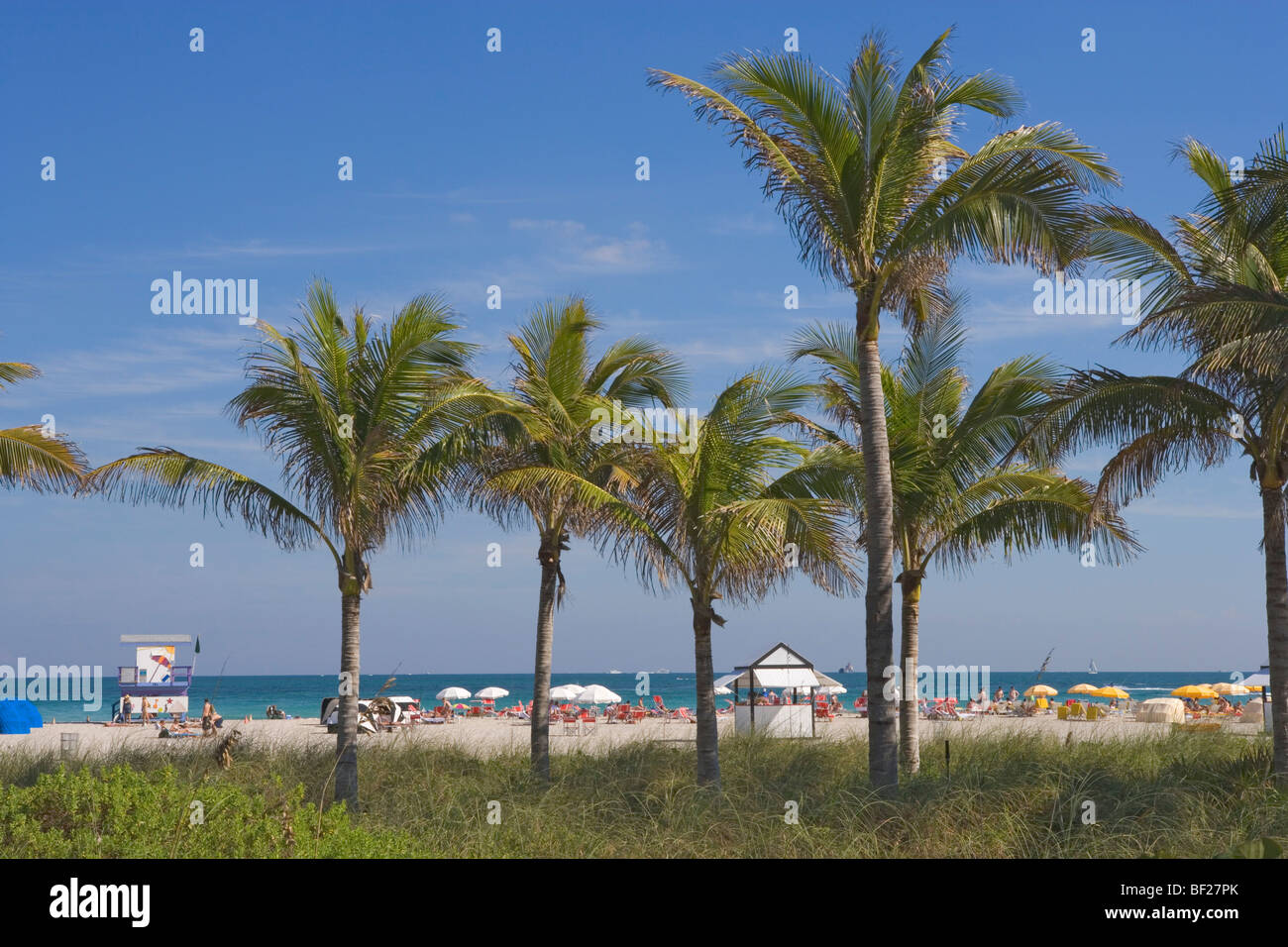 Palm trees in front of the beach at Boardwalk District, Miami Beach