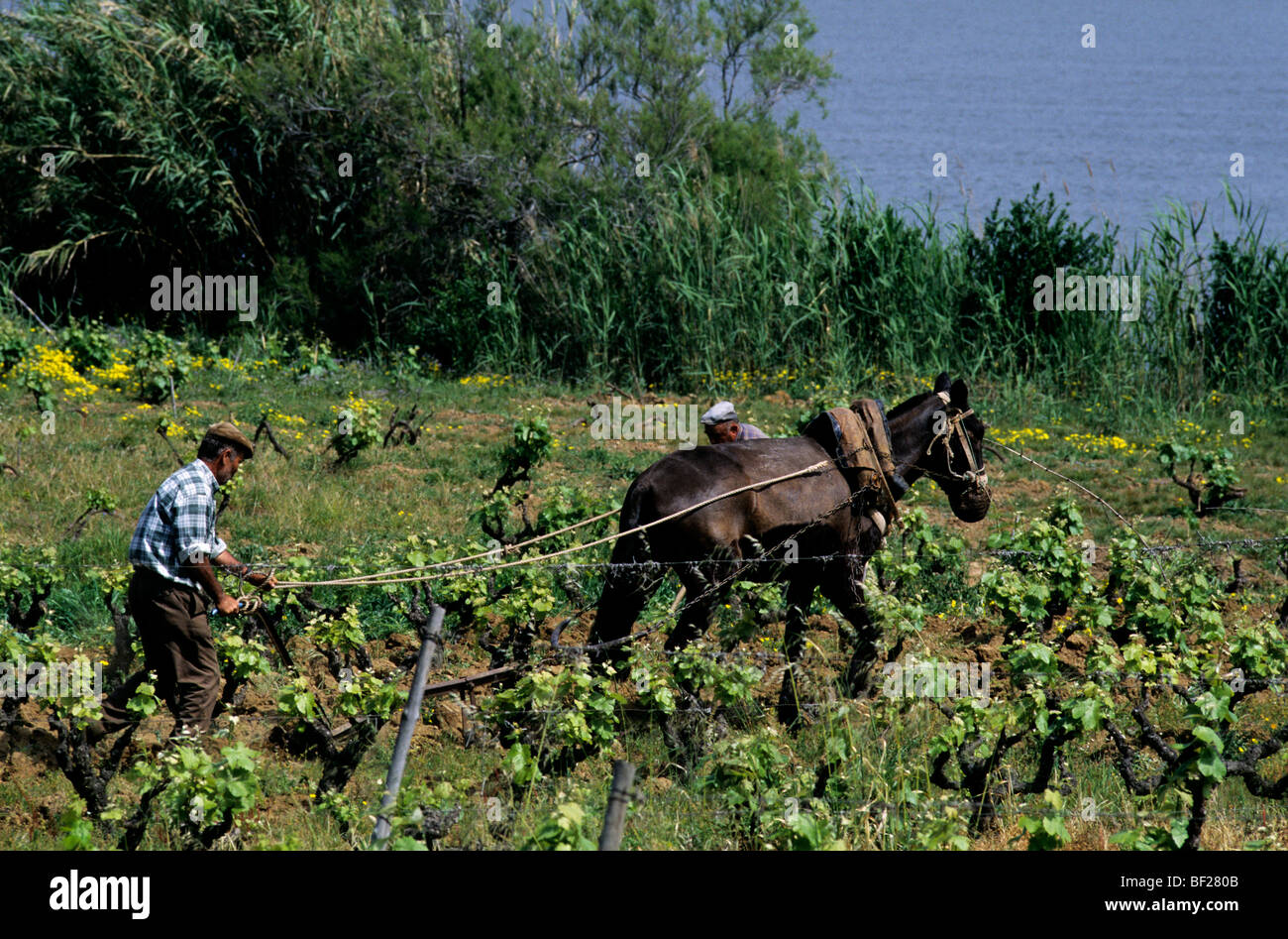 A horse, driven on reins by a farmer, pulls a traditional plough through a field in the Algarve, southern Portugal Stock Photo