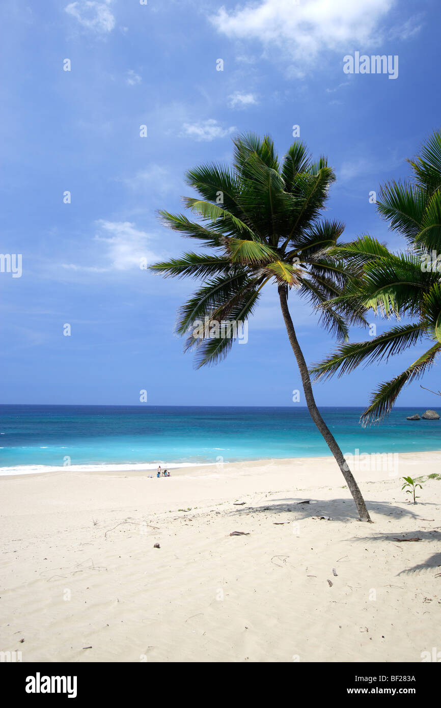 Palm trees at the deserted beach in the sunlight, Aguadilla, Puerto Rico, Carribean, America Stock Photo