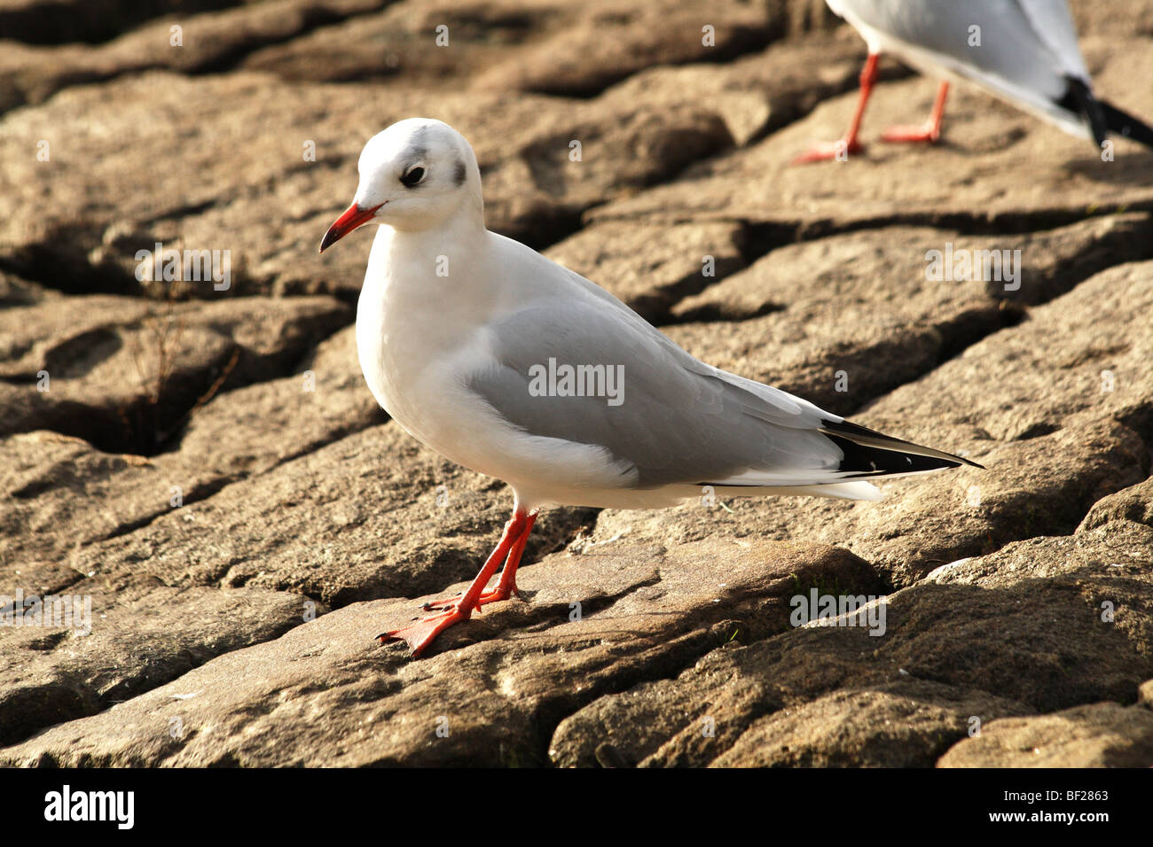 Black headed Gull Family Laridae bird of open water Stock Photo Alamy